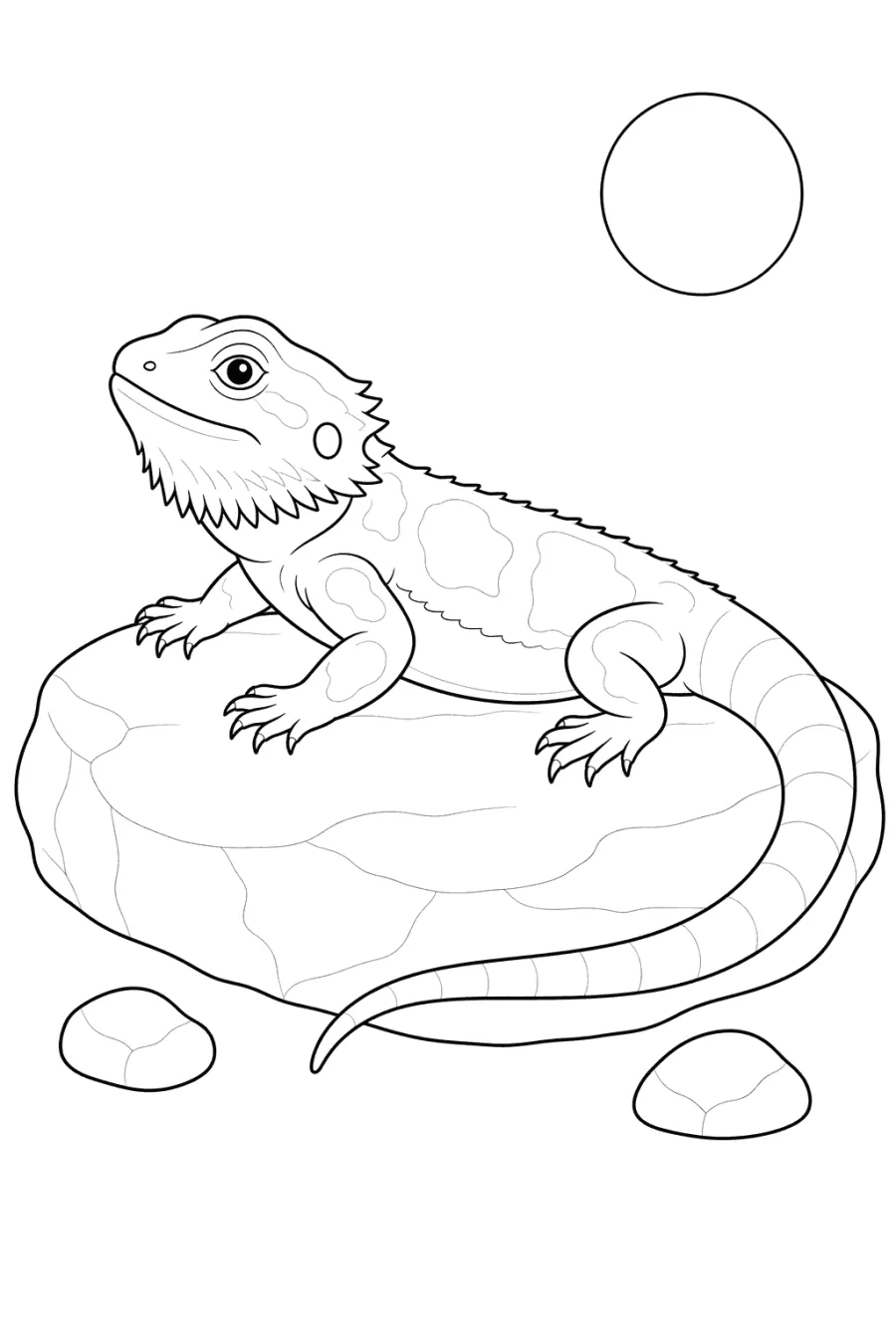 Bearded Dragon Basking on a Rock