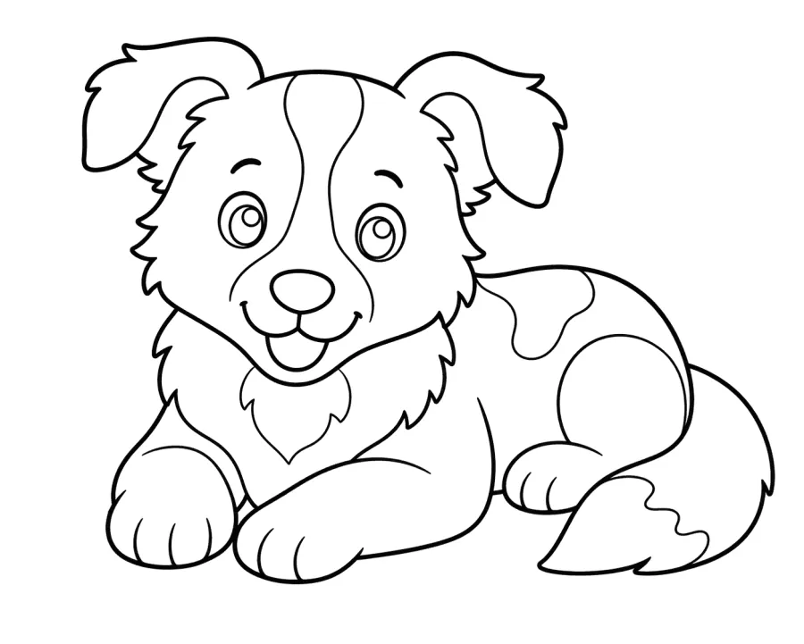 Border Collie Puppy Lying Down