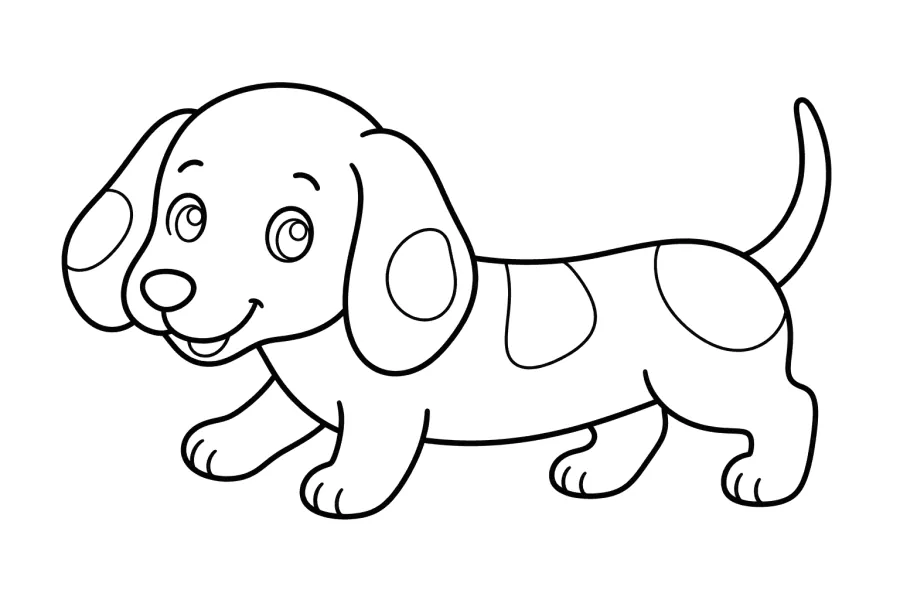 Dachshund Puppy Walking