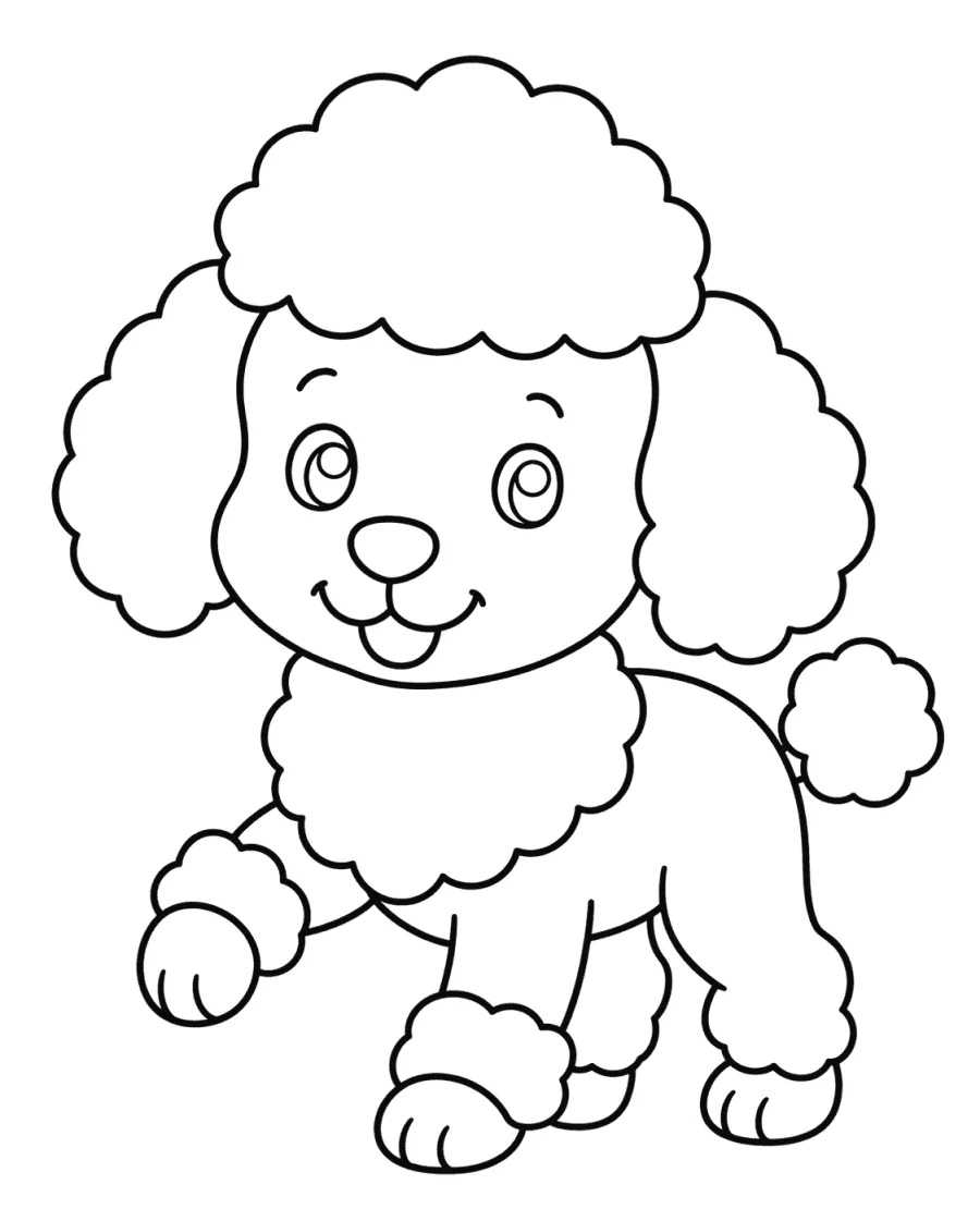 Fluffy Poodle Puppy Standing